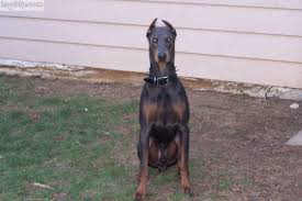 blue doberman