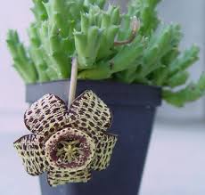 weird house plants