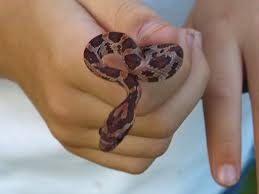corn snake gallery