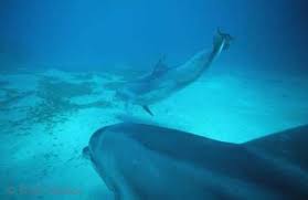 pictures bottlenose dolphins