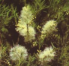 Tea tree