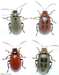 beetle identification pictures