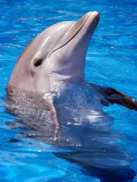 pictures bottlenose dolphins