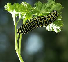 black swallowtail caterpillar