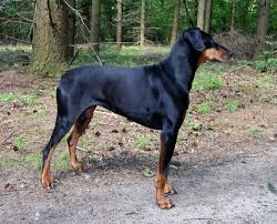 blue doberman