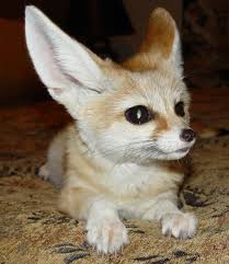 fennec foxes