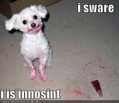funny cats and dogs