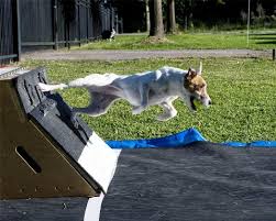 http://t2.gstatic.com/images?q=tbn:gzp2iQptfcODHM:http://www.lonestaragility.com/Images/sparkyboxoutdoor.jpg&amp;t=1