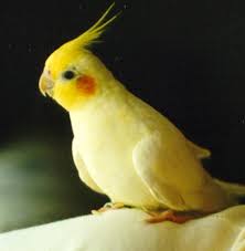 cockatiel species