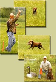 dog hand signals