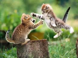 kitties