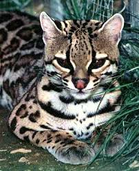 cute-ocelot.jpg
