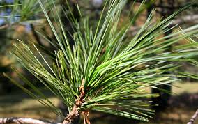 white pine needles