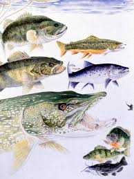 freshwater fish species pictures