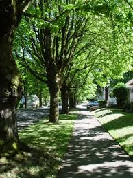 pictures shade trees
