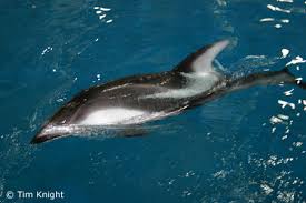 pacific white sided dolphin pictures