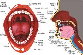 Boca o cavidad bucal24 Cavidad Bucal