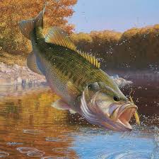 largemouth bass picture