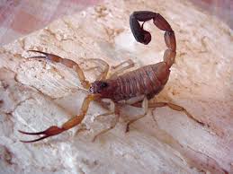 blue scorpions