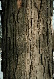 sugar maple tree photos