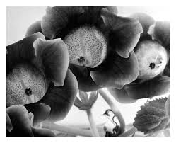 black flowers