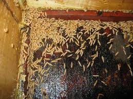 beetle larvae pictures