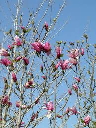 chinese magnolia trees