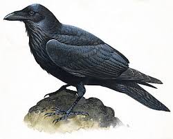 ravens as their emblem,