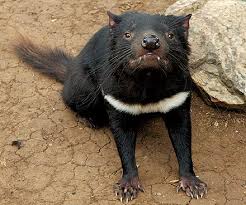 tasmanian devil