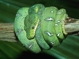 snake photos