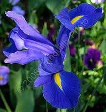 dutch iris pictures