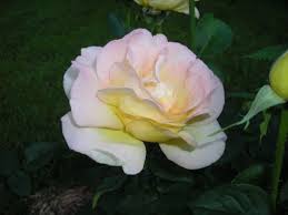 purple rose bushes