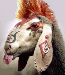 matgolich hadou yekraw m3ana MOUTON-punk-350x405