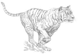 drawings of cats
