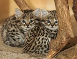 large cats