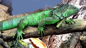 cool colorful pictures