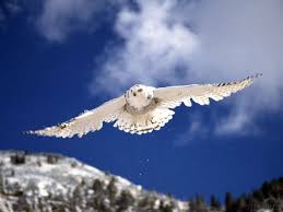 snowy white owl