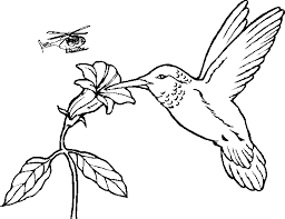 printable hummingbird pictures