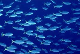 school of fish