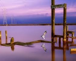 free bird wallpapers