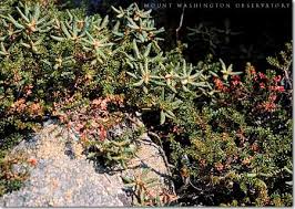 pictures dwarf shrubs