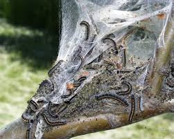 caterpillars pictures