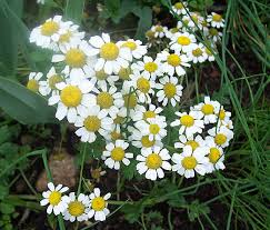 chamomile