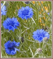 cornflower