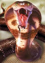 King Cobra