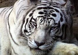 white tiger wallpaper