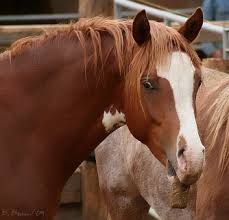 funny horses