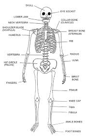 The Skeleton of a Horse