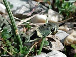 http://t2.gstatic.com/images?q=tbn:jNFm4DkObnm8RM:http://pagesperso-orange.fr/lece1laclasse/mare/coul/NatrixNatrix5.jpg