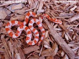 creamsicle corn snake